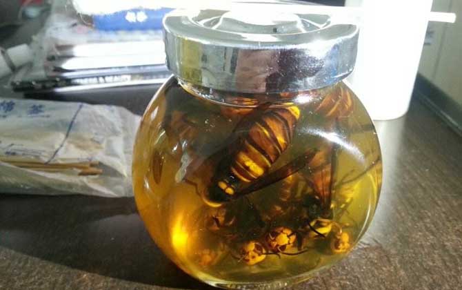 虎頭蜂酒多少錢一斤？一般都不便宜，最普通的都要40～50元一斤！