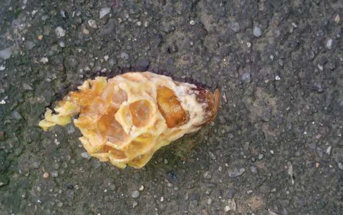 中蜂王臺多久看一次？阻止分蜂1周看一次，若要分蜂3天看一次！