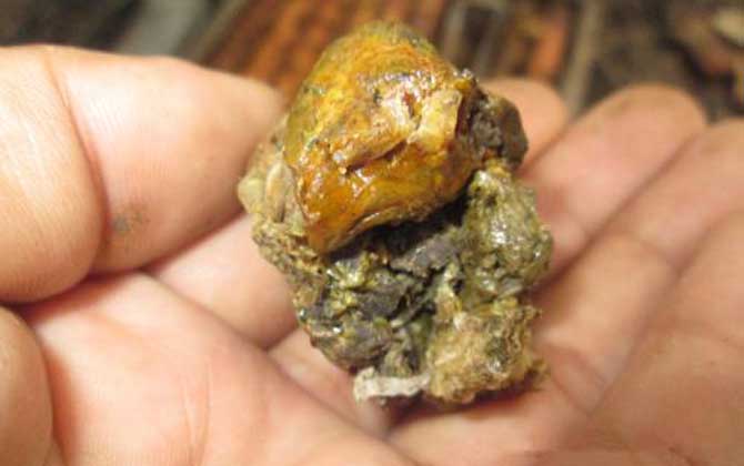 原始塊狀蜂膠的食用方法，不建議直接食用，容易重金屬中毒！
