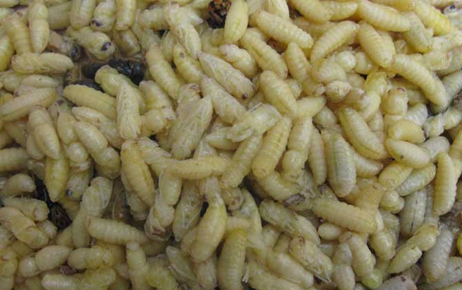 蜂蛹不能和什么一起吃？不存在食物相克，但要避免發生過敏！