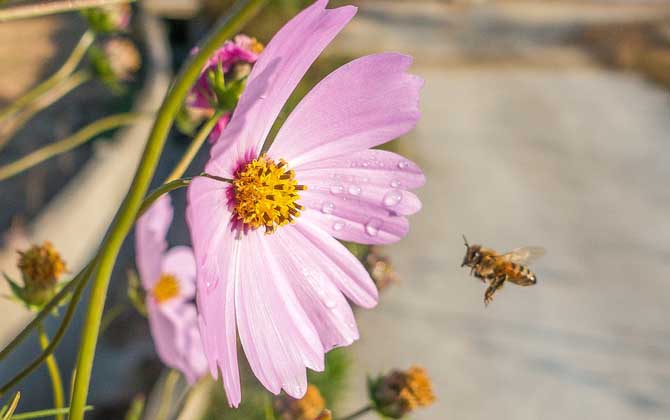 蜂毒進入血液有什么癥狀？輕者疼痛、紅腫、瘙癢，重者致人死亡！