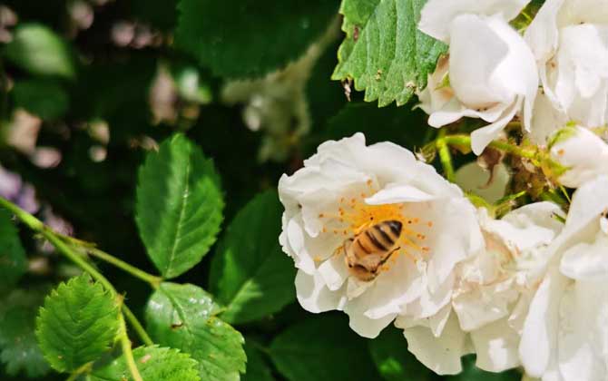最簡單找山蜜蜂方法，學會這幾招，野生蜜蜂窩一找一個準！
