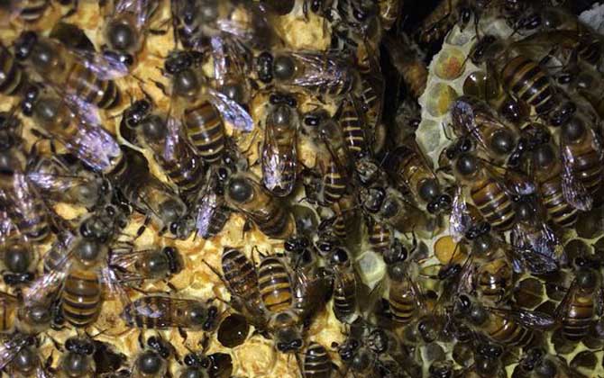 蜂王為什么不產卵？