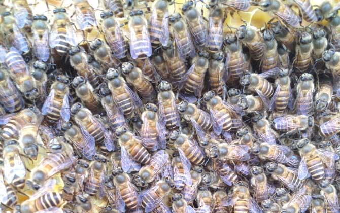 怎樣能讓工蜂停止產卵？