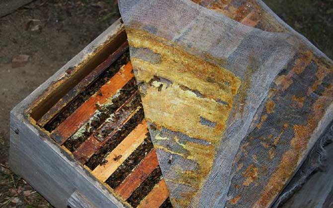 蜂膠在蜂巢的什么地方？