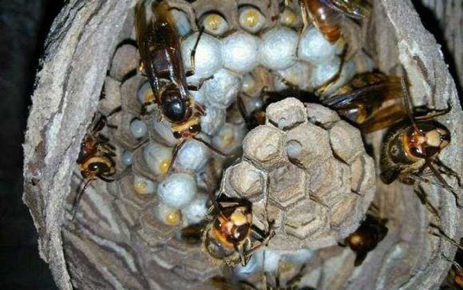 人頭蜂窩的藥用價(jià)值有哪些？