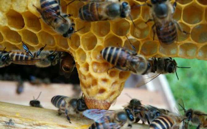 蜂王胎是什么東西？