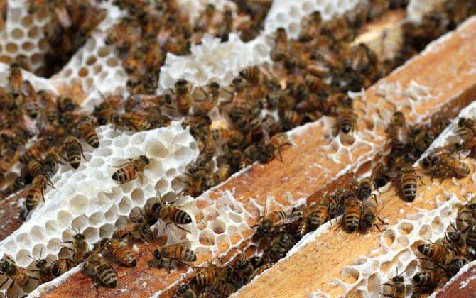 蜂箱最簡(jiǎn)單的制作方法