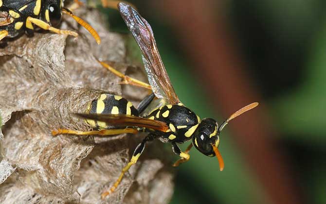 胡蜂、馬蜂、黃蜂、蜜蜂的區(qū)別