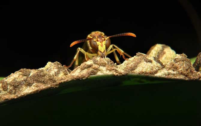 胡蜂和蜜蜂的的區(qū)別