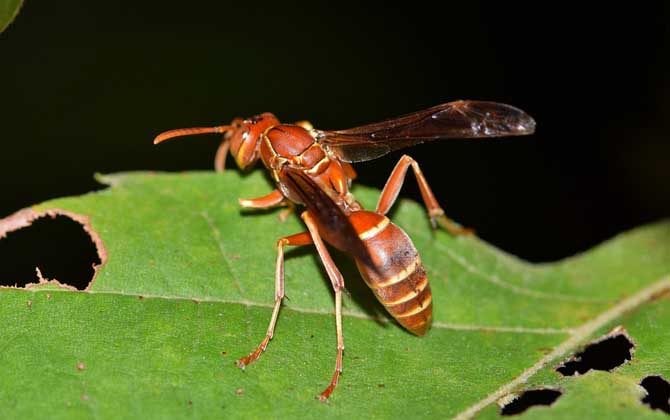 馬蜂和黃蜂的區(qū)別