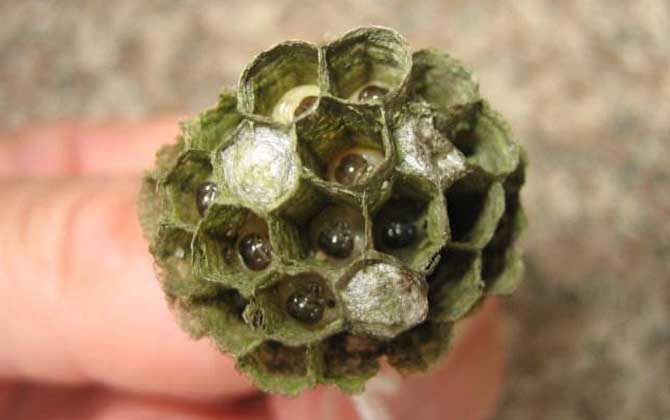 怎樣捅馬蜂窩才安全？