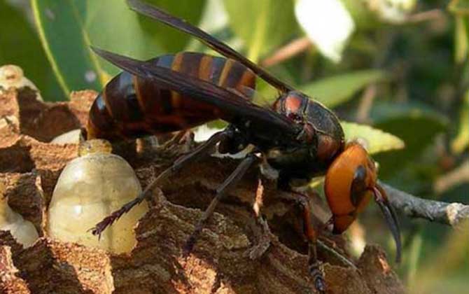 人頭蜂真的能蟄死人嗎？