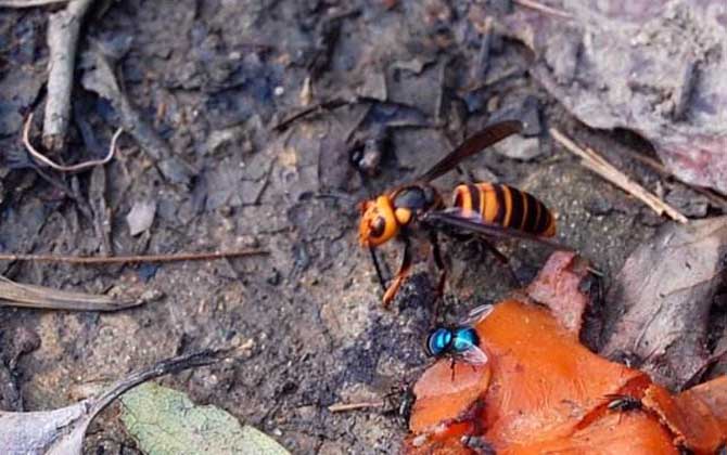 被金環(huán)胡蜂蟄了怎么辦？