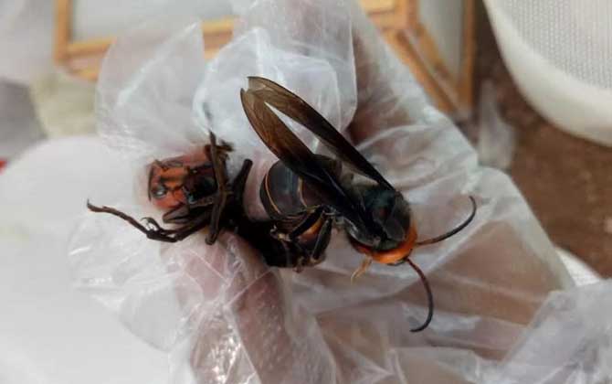 養(yǎng)胡蜂(馬蜂)真的賺錢嗎？