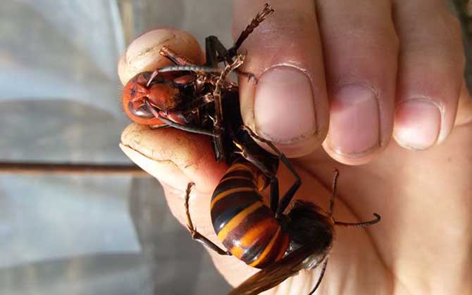 胡蜂(馬蜂)養(yǎng)殖風險高嗎？