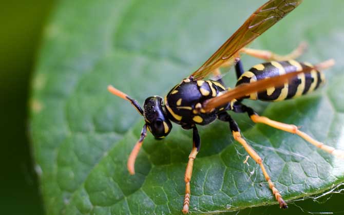 被馬蜂蟄了幾天能消腫？