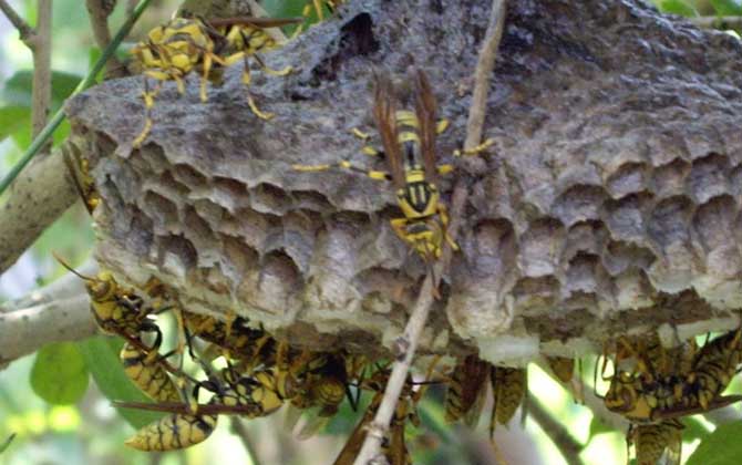 長腳胡蜂的毒性強(qiáng)不強(qiáng)？