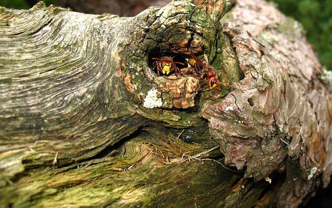 馬蜂什么情況下會(huì)蟄人？