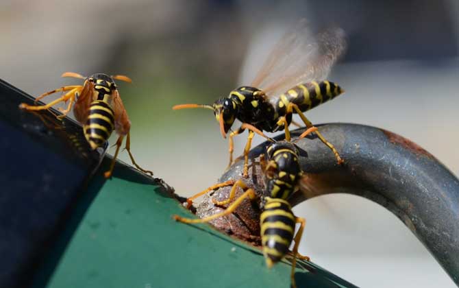 馬蜂真的會(huì)殺死蜜蜂嗎？