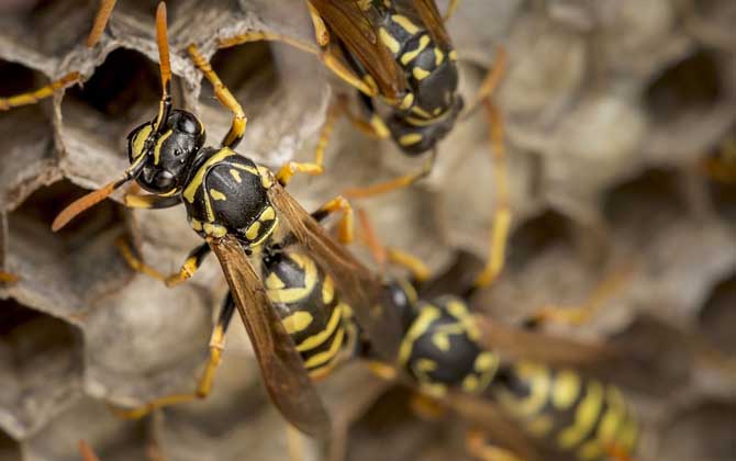 胡蜂養(yǎng)殖虧慘了是什么原因？