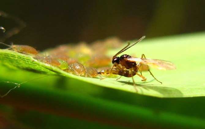 寄生蜂會寄生人類嗎？