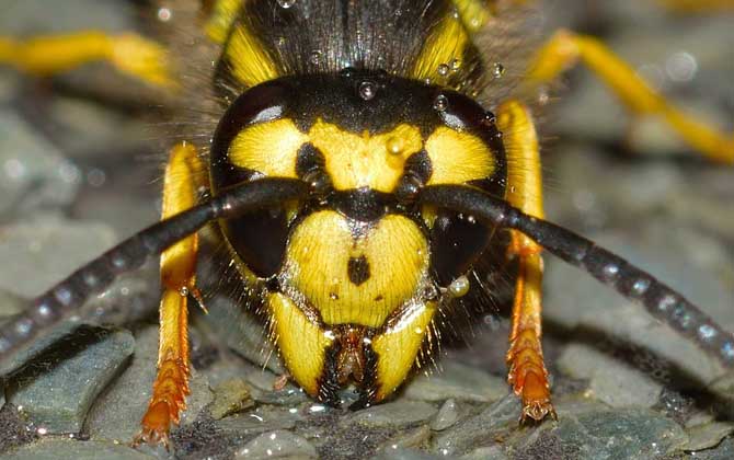 馬蜂蟄了消腫最快的方法