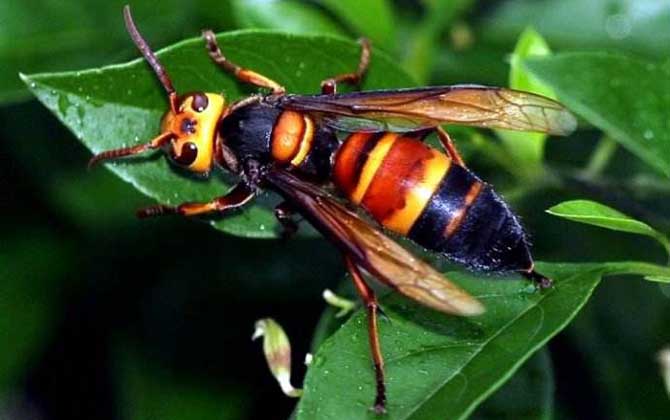 被黑尾胡蜂蟄了怎么辦？