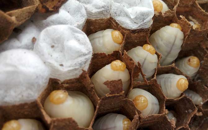 養(yǎng)馬蜂靠什么賺錢？