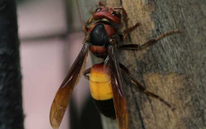 人頭蜂蟄了有什么危害？