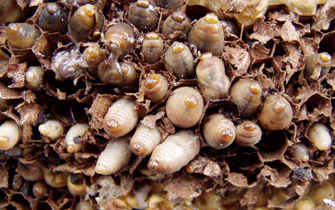 人頭蜂窩多少錢一斤？