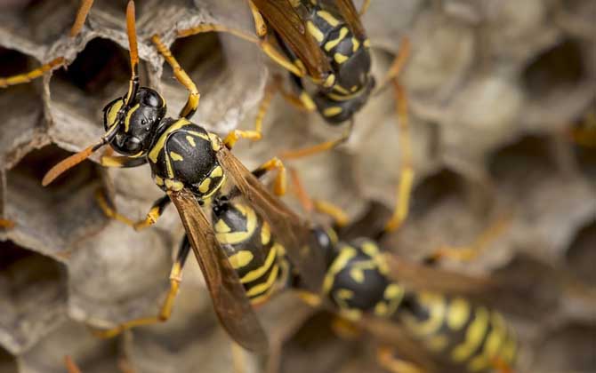 被黃胡蜂蟄了怎么處理？