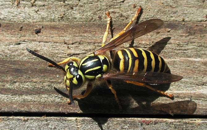 被馬蜂蟄了涂什么管用？