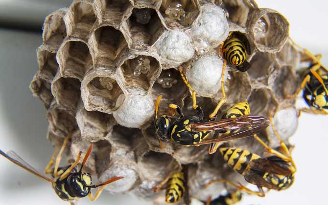 窗外有馬蜂窩吉利嗎？