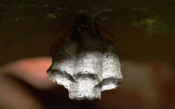 馬蜂窩摘除的最佳時(shí)間