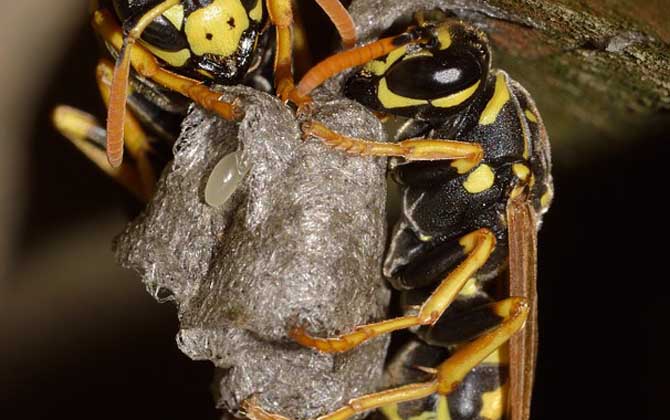 馬蜂記仇會(huì)記多久？