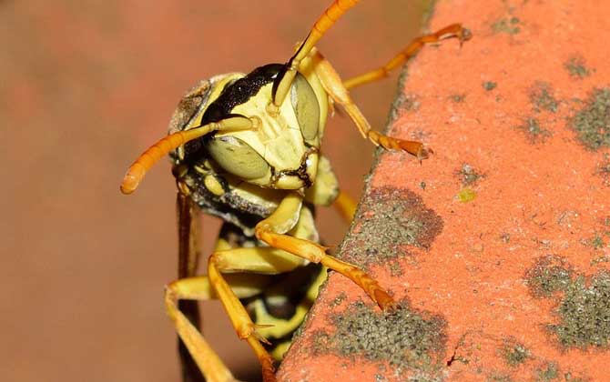被馬蜂蟄了多久會(huì)死亡？