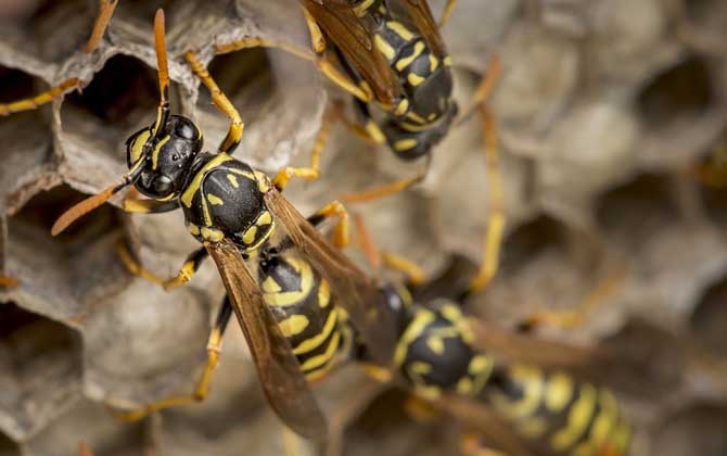 馬蜂在窗戶角筑巢怎么辦？