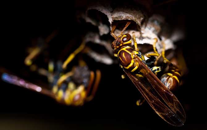 黃蜂進家里預兆死人是真的嗎？