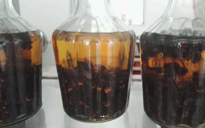 馬蜂泡酒喝死人是真的嗎？