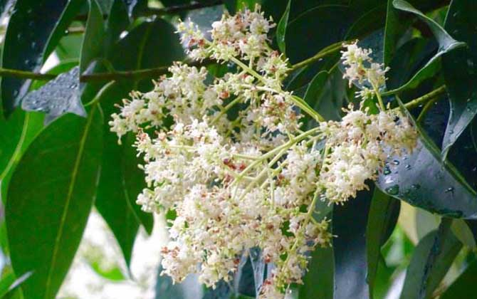 龍眼什么時候開花？