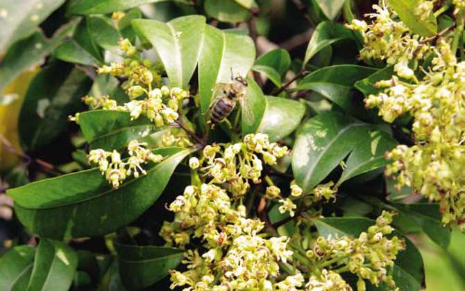 荔枝什么時候開花？