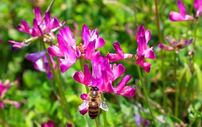 紫云英什么時候開花？