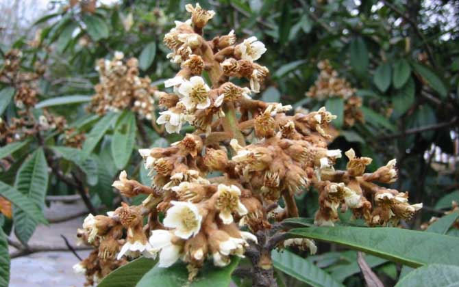 枇杷什么時候開花？