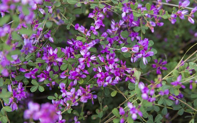 胡枝子什么時候開花？