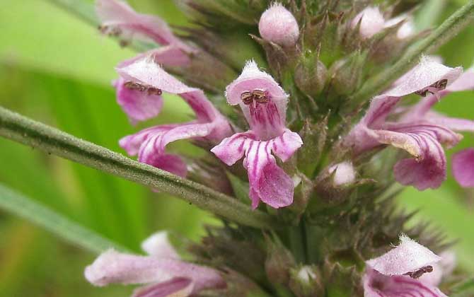 益母草什么時候開花？