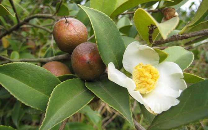 茶花什么時候開花？