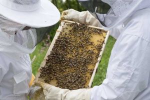 養蜂人收入怎么樣？