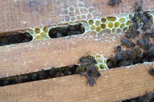 養一箱蜜蜂要多少成本？