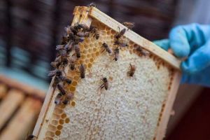 2021年意蜂多少錢一箱？